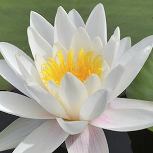 Нимфея "Marliacea Albida"