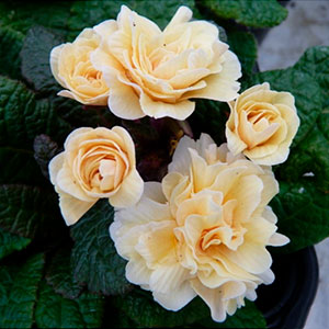 Примула "Guernsey Cream"