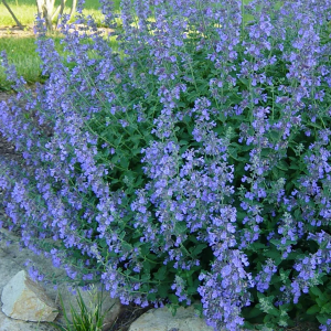 Котовник фассена "Blue Wonder"