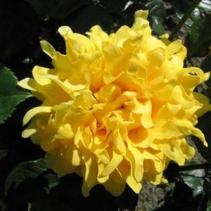 Роза "Splendid Ruffles"