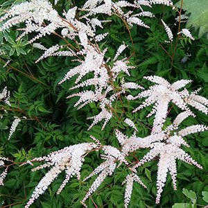 Волжанка кокорышелистная (петрушколистная)