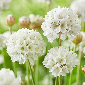 Армерия красивая "Ballerina White"