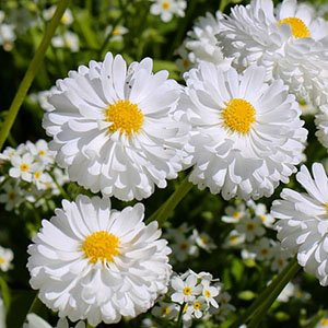 Маргаритка "Tasso White"