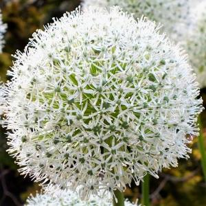 Аллиум (лук) декоративный "White Giant"