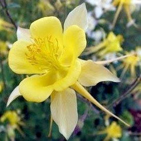 Аквилегия "Spring Magic Yellow"