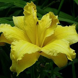 Лилейник "Double Yellow"
