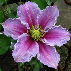 Клематис "Piilu"
