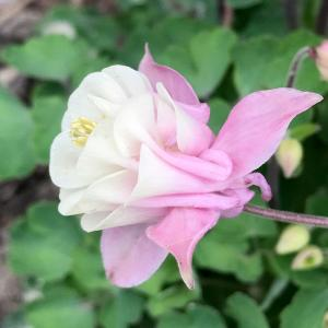 Аквилегия "Winky Double Rose and White"