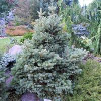 Псевдотсуга Мензиса "Glauca"