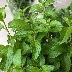 Мята перечная "Multimentha"