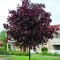 Клен остролистный "Faassen's Black"
