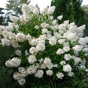 Гортензия метельчатая "Grandiflora"