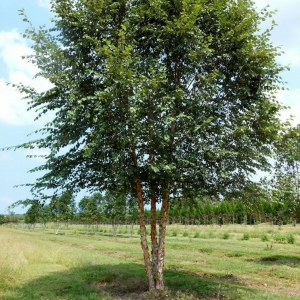 Береза черная