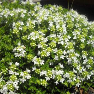 Тимьян ранний "Albiflorus"