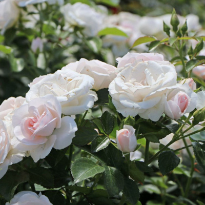 Роза "Aspirin Rose"