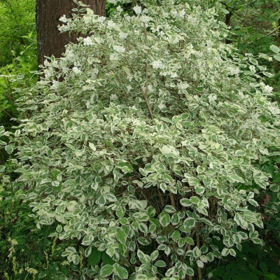 Чубушник "Variegatus"