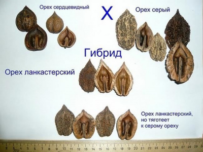 Орех ланкастерский