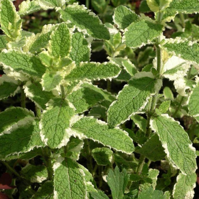 Мята душистая "Variegata"