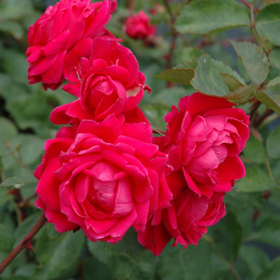 Роза "Alexander Mackenzie"