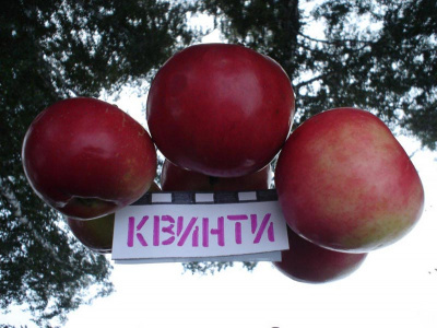 Яблоня "Квинти"