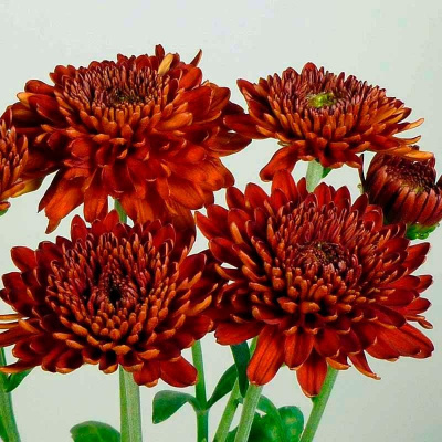 Хризантема "Lilian Hoek Red"