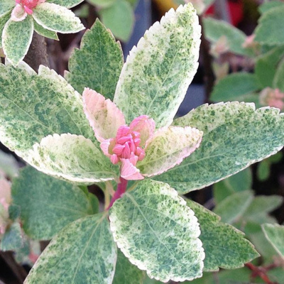 Спирея Вангутта "Pink Ice"