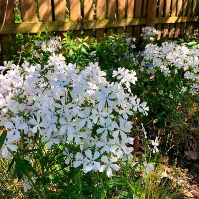 Флокс растопыренный "May Breeze"