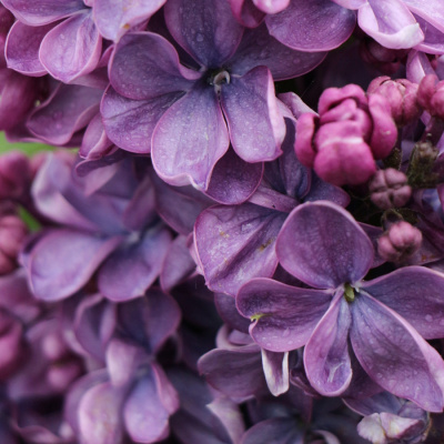 Сирень "Violetta"
