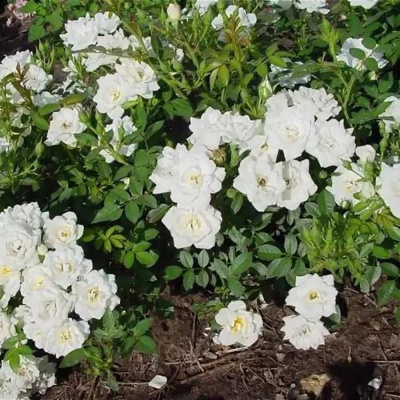 Роза "White Gem"