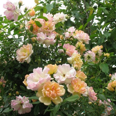 Роза "Phyllis Bide"