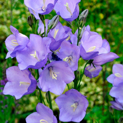 Колокольчик персиколистный "Takion Blue"