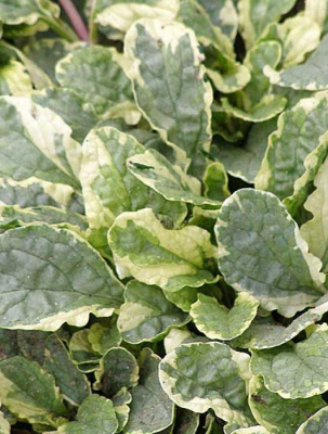 Живучка ползучая "Variegata"