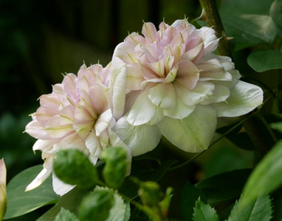 Клематис "Innocent Blush"