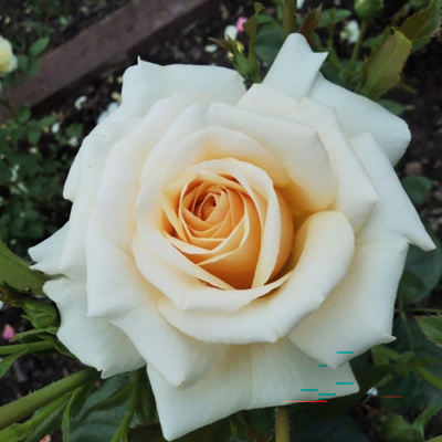 Роза "Pure Gold"