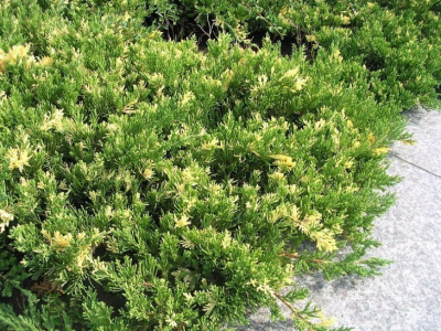 Можжевельник китайский "Expansa Variegata"