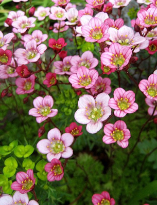Камнеломка арендса "Carpet Pink"