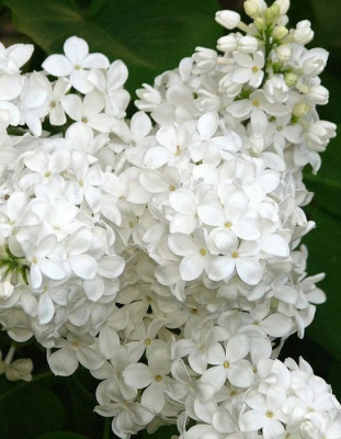 Сирень "Галина Уланова"