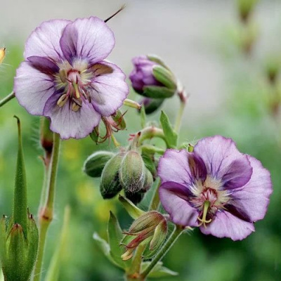 Герань тёмно-бурая "Lavender Pinwheel"