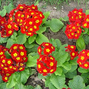 Примула бесстебельная "Crescendo Bright Red"