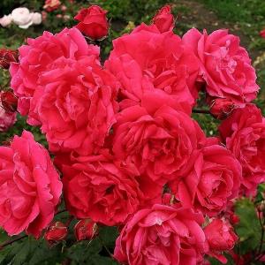 Роза "Morden Amorette"