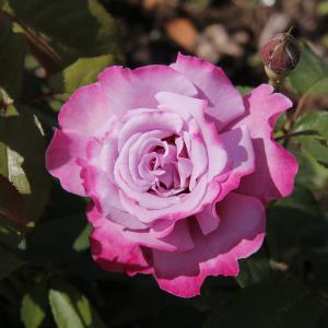 Роза "Ametista"