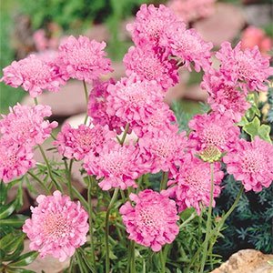 Скабиоза голубиная "Pink Mist"