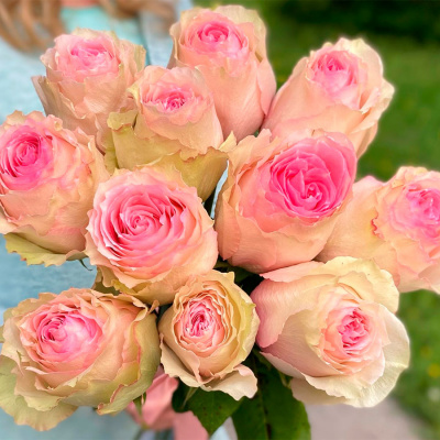 Роза "Esperance"