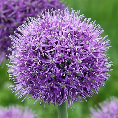 Аллиум (лук) афлатунский "Purple Sensation"